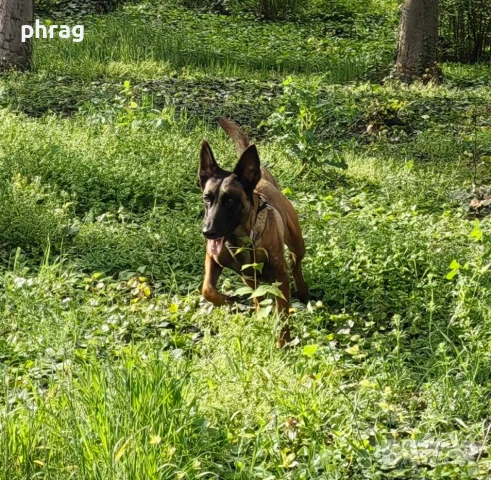 Белгийска овчарка Малиноа - женска, снимка 6 - Белгийска овчарка - 51116434