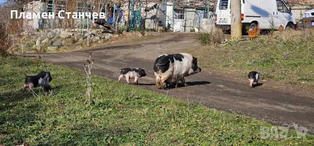 виетнамски прасета прасенца, снимка 2 - Плюшени играчки - 52865472