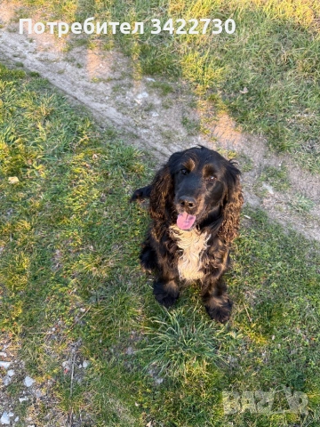 Куче за трюфели, снимка 3 - Кокер шпаньол - 52734730