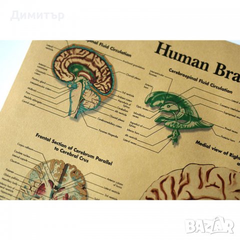 Постер постери плакат Мозък 42/29см., снимка 2 - Декорация за дома - 39939509