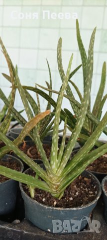 Aloe Wera, снимка 1 - Стайни растения - 41893897