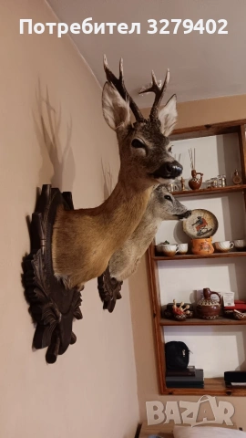 Препарирани Сръндаци 2 броя, снимка 2 - Други - 53132038