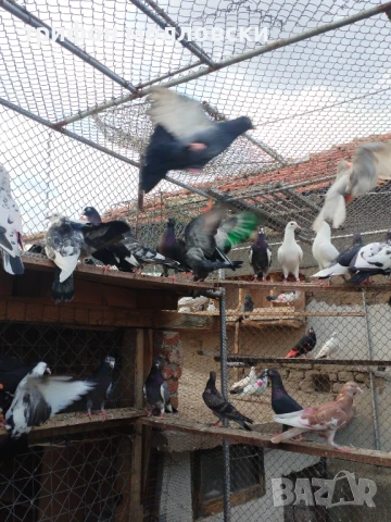 Гълъби пазарджишки високолетачи, Ловени чужди, снимка 10 - Гълъби - 47554142