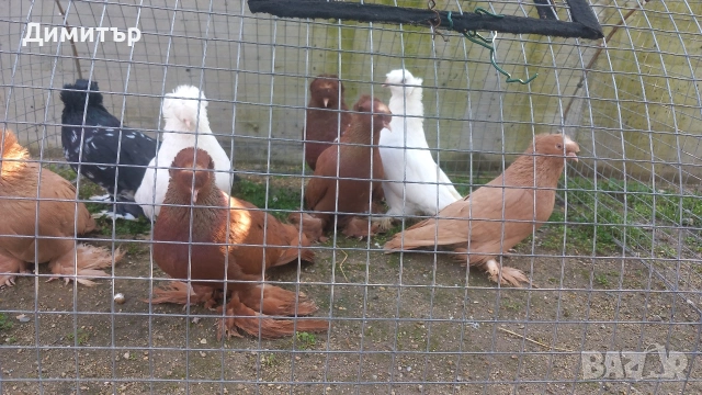 Продавам гълъби , снимка 4 - Гълъби - 50425241