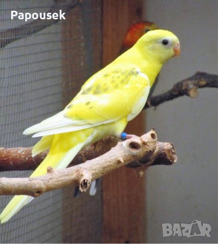 Пойни Папагали, снимка 9 - Папагали - 42485467