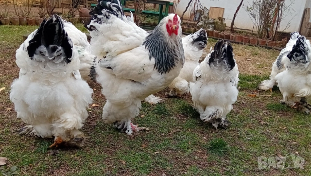 Яйца от колумбийска брама, снимка 4 - други­ - 53701995