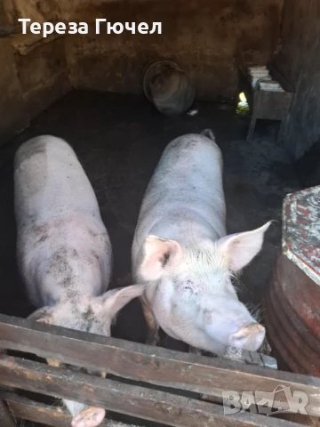 🐷 Продавам бели прасета (прасенца) 🐖 мъжки скопени – 100 кг. гр. Кнежа - 1 свободно, снимка 3 - Прасета - 51024233