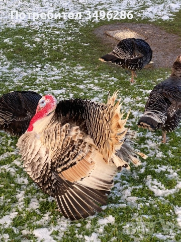 Продавам Пуяк и Пуйка, снимка 2 - Кокошки и пуйки - 53636945