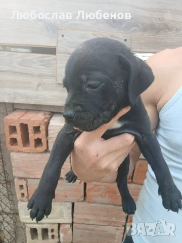 Кане корсо чистокръвни 