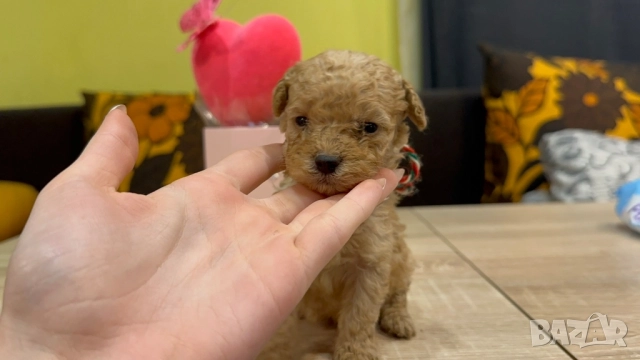 Пудел той , снимка 5 - Пудели - 52500140