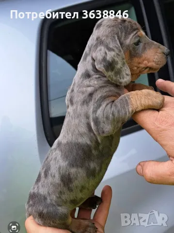 Мини дакел, снимка 1