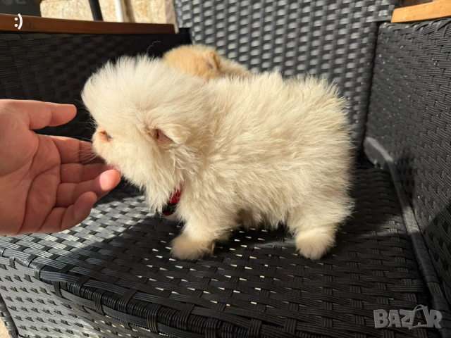 Мини Померани Актуално от 5.3.2026, снимка 6 - Померан - 53719217
