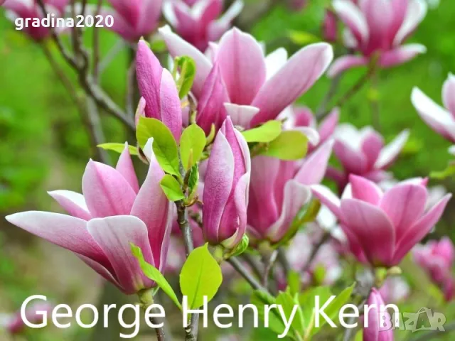 Магнолия - Magnolia НАЛИЧНИ 21 ВИДА Студоустoйчиви