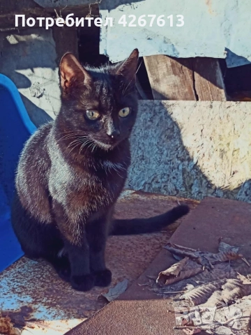 Младо, дребно женско коте търси дом, снимка 3 - Други - 52950772