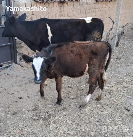 Продавам 2 телета женски