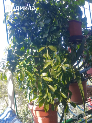 Растение,Шефлера,дърво,зелено,богато за декорация