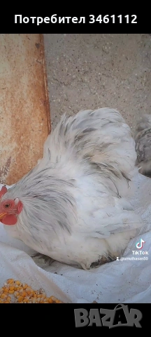 продавам петлета мини кохин 10 бройки може и ярки!, снимка 6 - други­ - 53065894