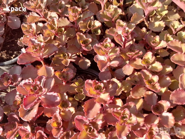 Червен седум