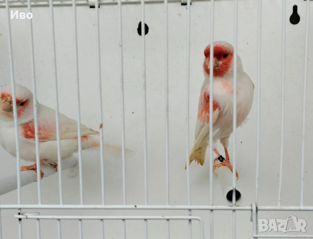 Червени и червена мозайка , снимка 8 - Канари - 52592823