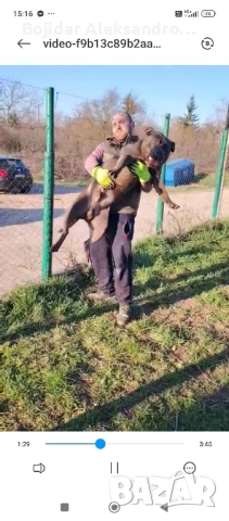 американски питбул/були .налично мъжко , снимка 5 - Питбул - 52580071