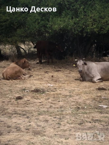 Стадо крави, снимка 13 - Крави - 51846249