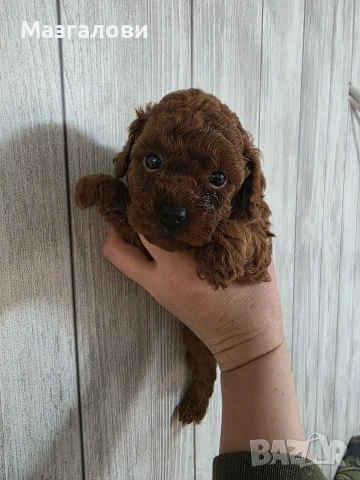 Продавам пудел той, снимка 4 - Пудели - 53826898