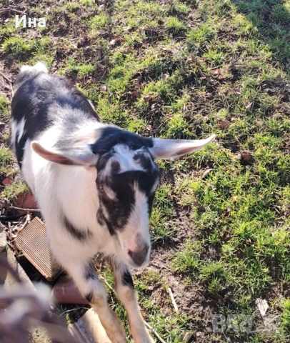 Продавам мъжко яре на 9 месеца , снимка 2 - Кози - 53401224
