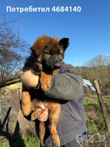 Немска овчарка с дълъг косъм с родословие , снимка 8 - Немска овчарка - 52807212