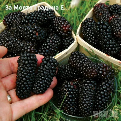 7 Сорта Къпини, снимка 2 - Градински цветя и растения - 49459574