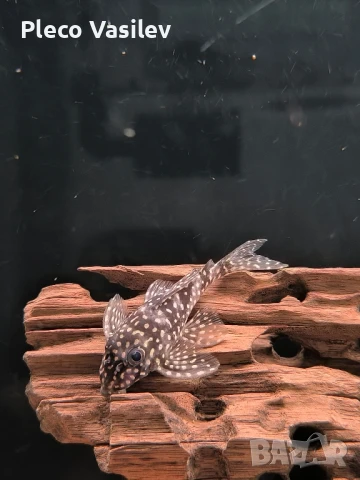 Продавам L136B, снимка 1