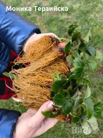 Разсад ягоди сорт Клери, снимка 2 - Разсади - 51284771