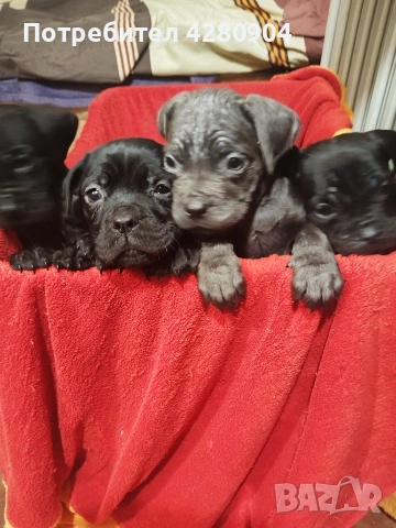 кане корсо бебета, снимка 14 - Кане корсо - 53035265