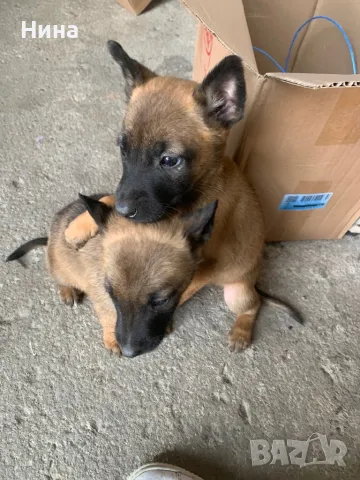 Белгийска овчарка , снимка 9 - Белгийска овчарка - 46723116