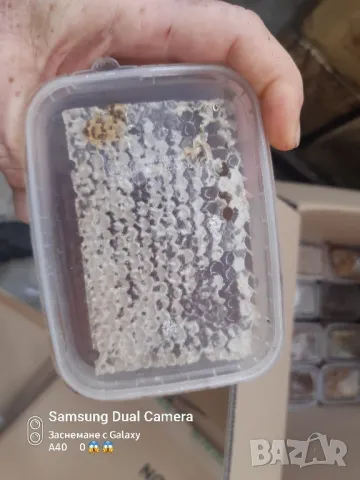 пчелна пита - дъвка, снимка 2 - За пчели - 48491011