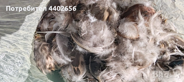 Пера от фазан и диви патици за Мухарски риболов , снимка 7 - Стръв и захранки - 49695686