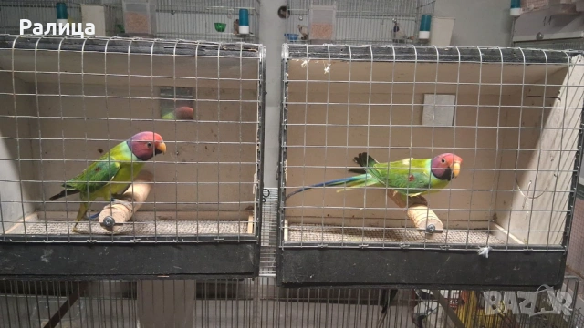 Сливоглав Александър