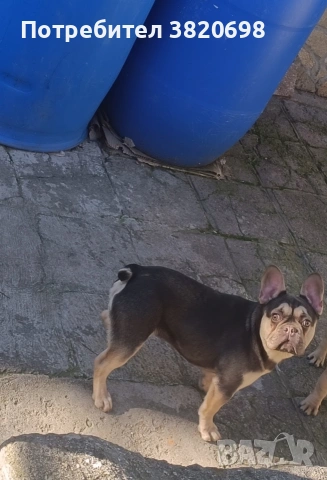 момче на 8месеца с 3 ваксини . баща флъфи