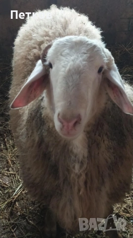 Коч Асаф, снимка 2 - Овце - 53126225