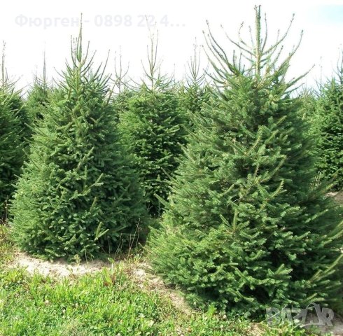 Ела Българска , бор , смърч , бял бор и мура, снимка 4 - Градински цветя и растения - 40955092