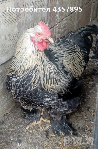 Петли Брама на шест месеца