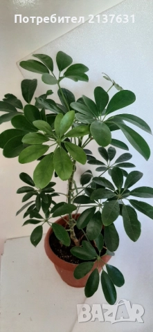 ШЕФЛЕРА - НЕВЗИСКАТЕЛНО ЦВЕТЕ, снимка 2 - Стайни растения - 51785508