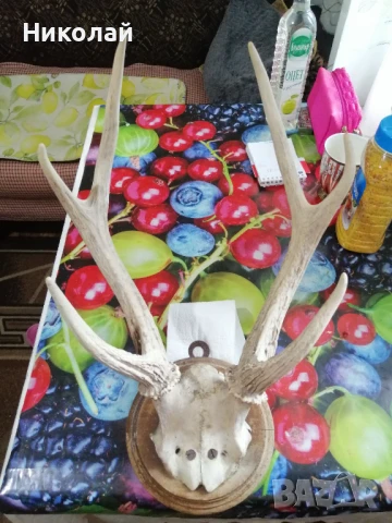 Еленови рога , снимка 2 - Декорация за дома - 50738745