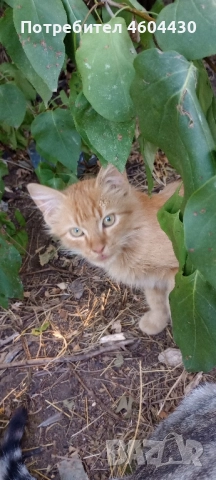 котенца на пет месеца за осиновяване , снимка 2 - Други - 51829074