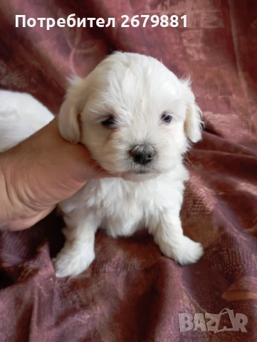 Момче и момиче малтийски болонки , снимка 1