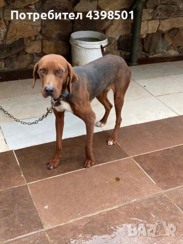 Гонче Балканско, снимка 3 - Гонче - 52694334