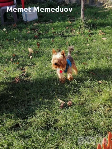 Мини йорки, снимка 4 - Йоркширски териер - 52890475