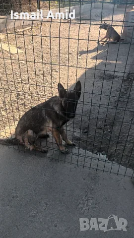 Prodavase Malinoa jenska na 5 meseca  obezparaziten s tri vaksini oblast shumen selo petmogili, снимка 2 - Белгийска овчарка - 56010140