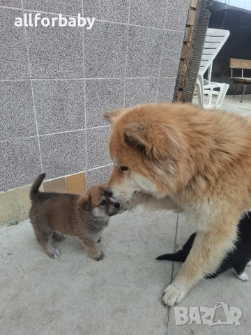 бебета Акита Ину