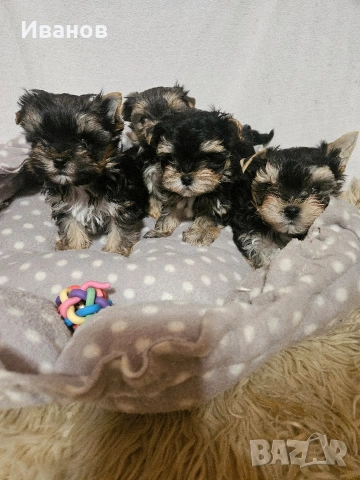 Йоркширски териер, снимка 3 - Йоркширски териер - 53599008