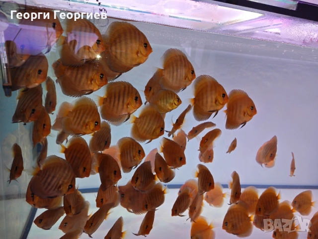 Дискуси, снимка 3 - Рибки - 51439805